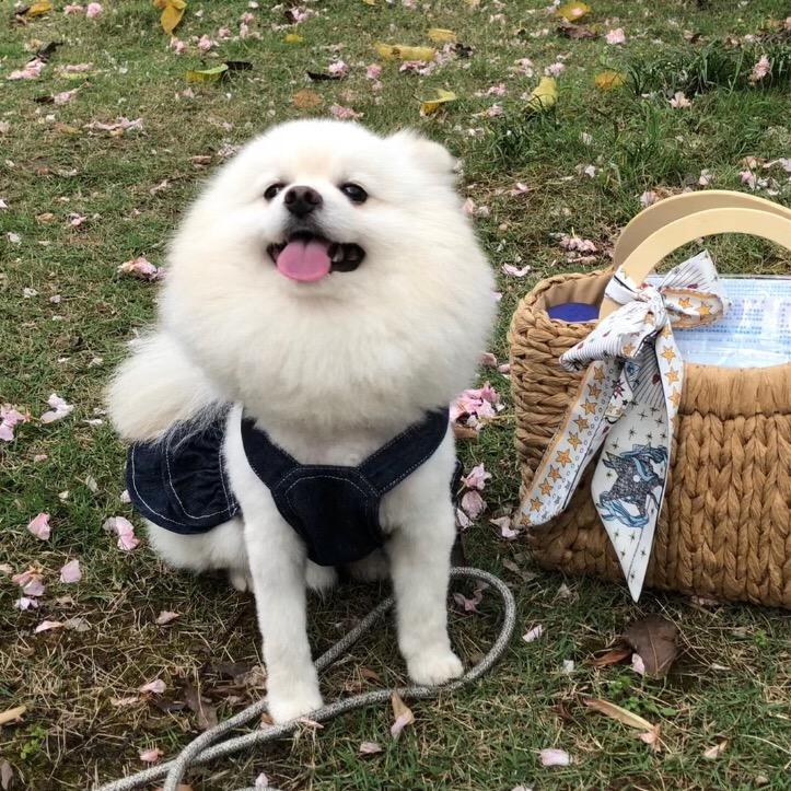 小可爱球球💓