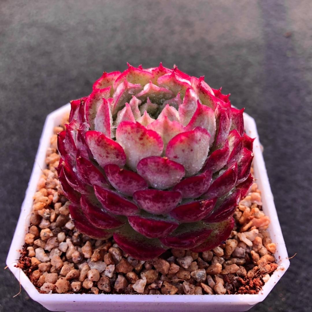 木子多肉