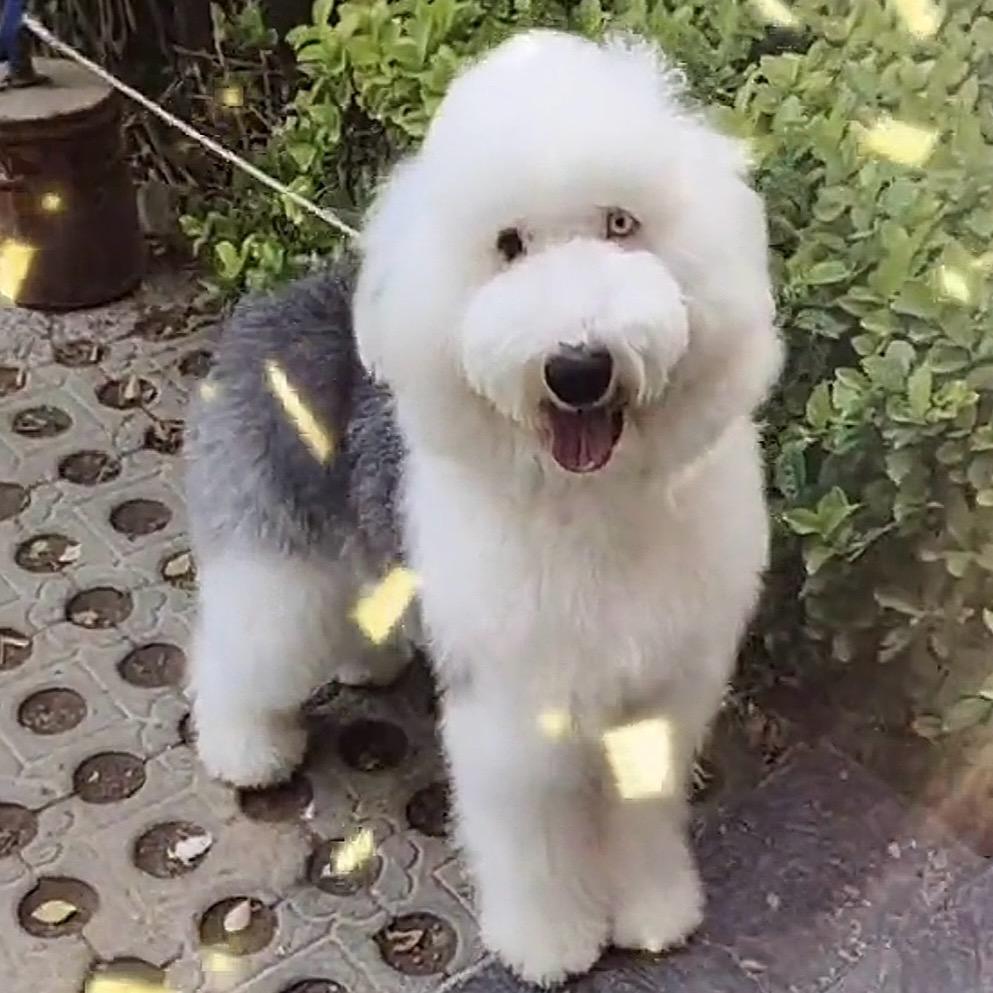 海洋的小宝贝儿คริสตัล Du