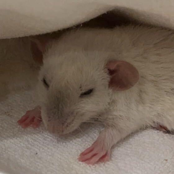 钰子烧の