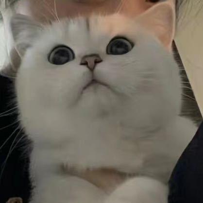 （空心菜）