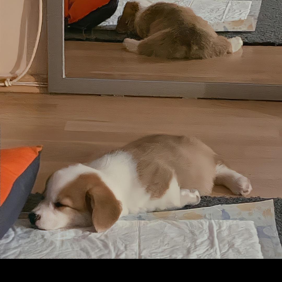 03年的提拉米苏