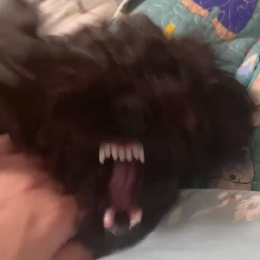 兴奋地大公狗🐶