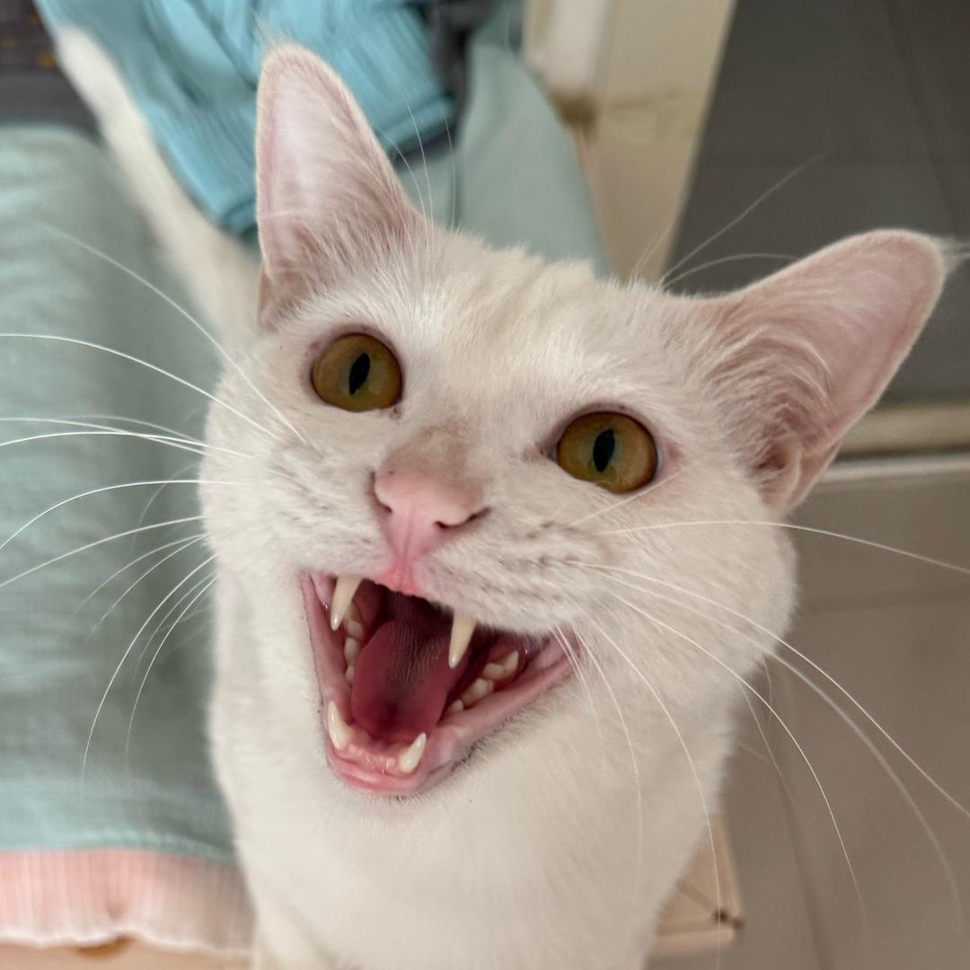 八戒是只猫🐱