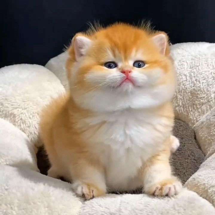 吃货猫（橱窗猫用品）