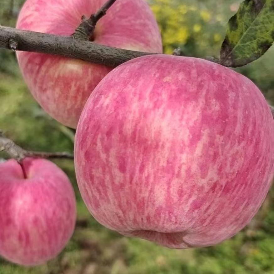 🦅水果践行者🦅