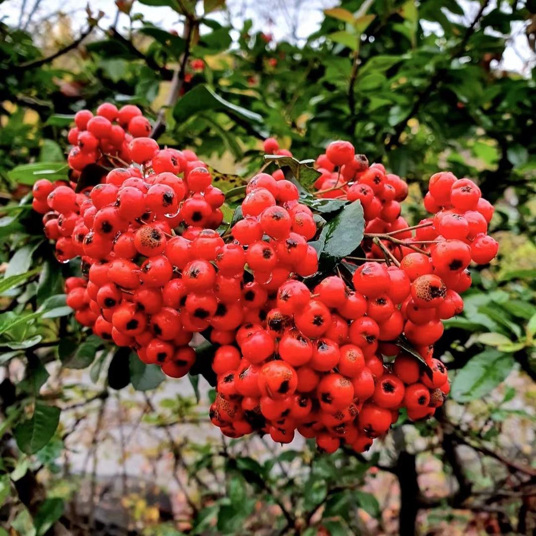 小胖花卉
