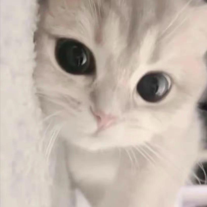 ︋︋︋ㅤ     ㅤ