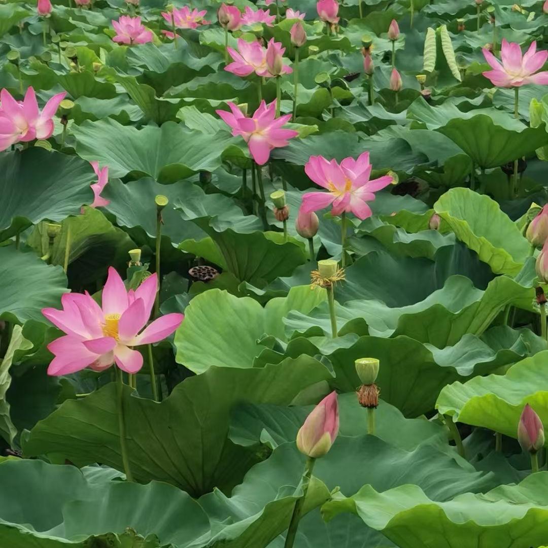 白洋淀小翠（记录生活）