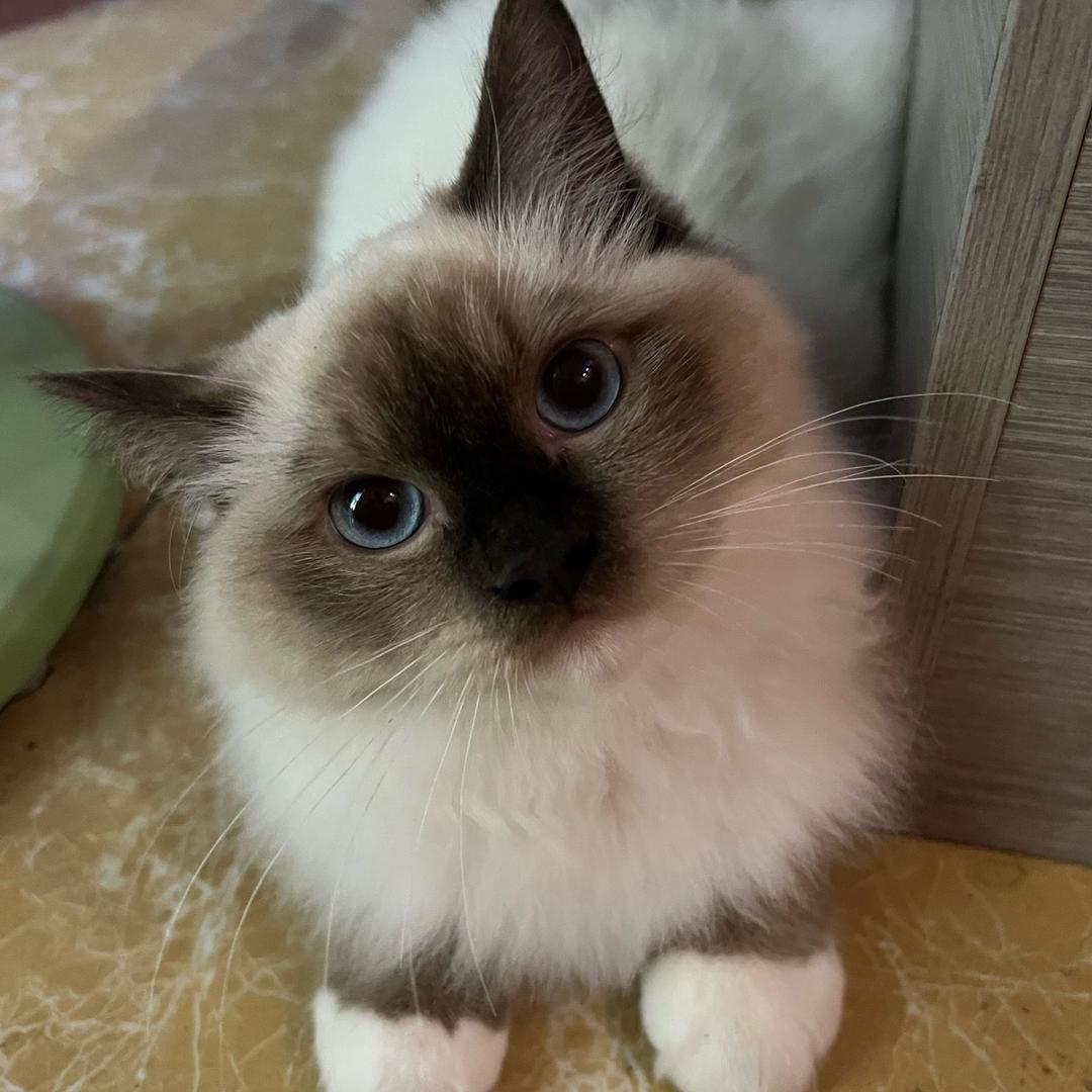 李东霖