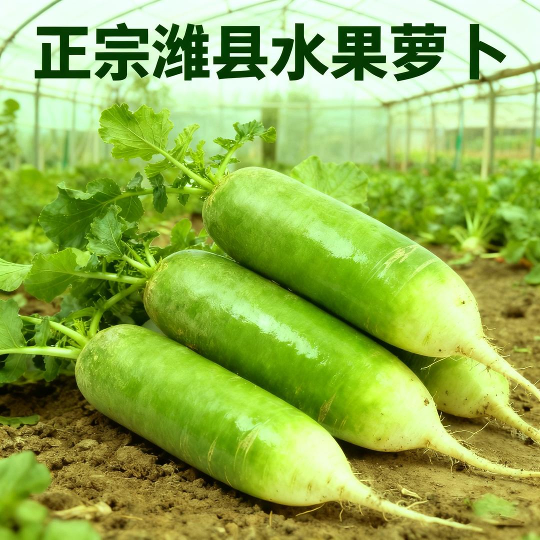 正宗潍县水果萝卜西瓜