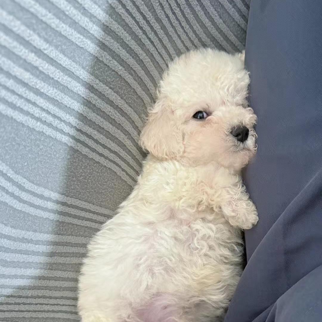 桃桃兔假睫毛