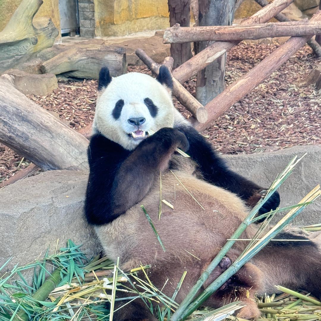 小翟翟暴富中