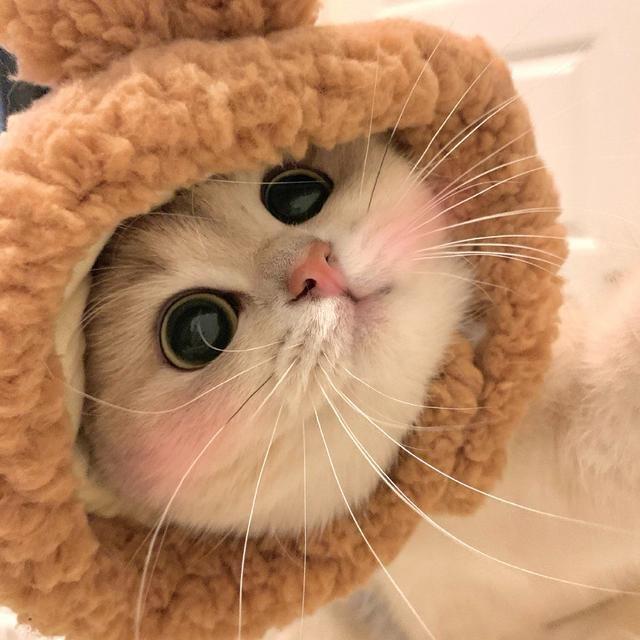 喵星人