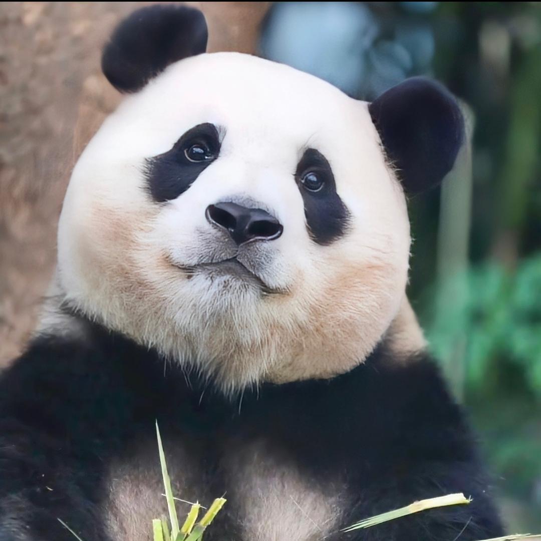 小镜子