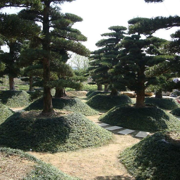 顺心花卉