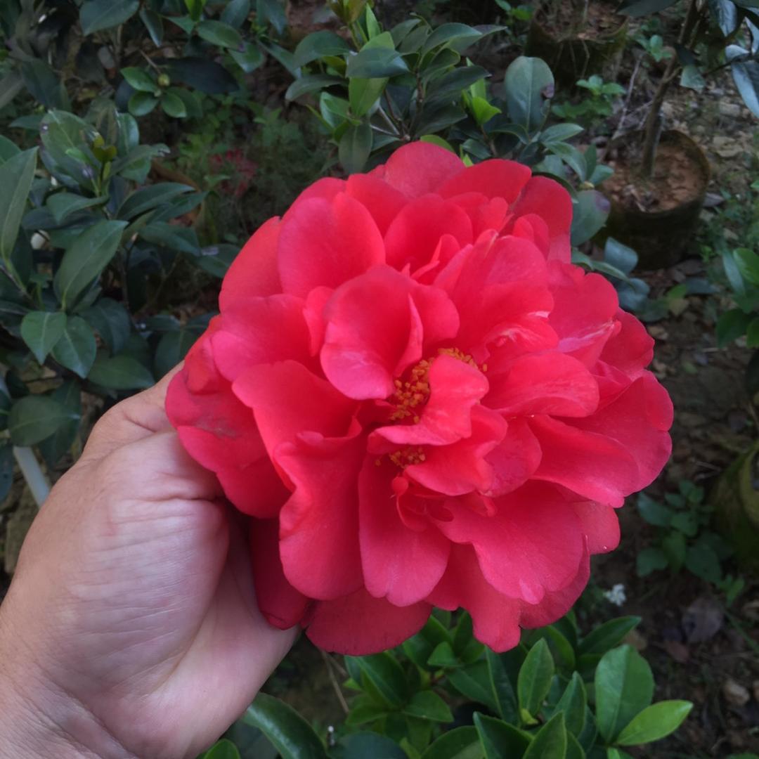 秀秀四季山茶花花卉园