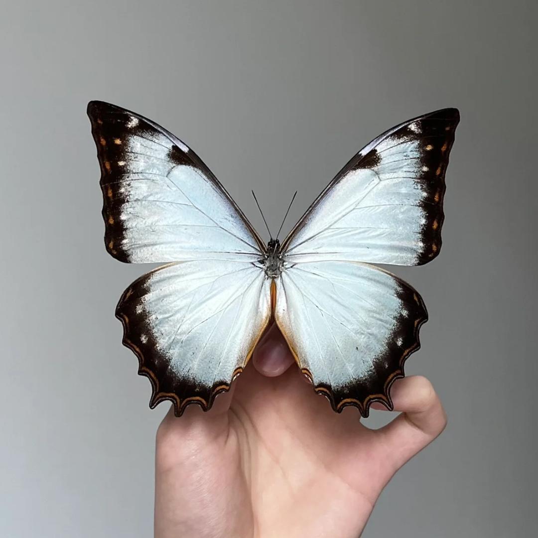 林月🦋