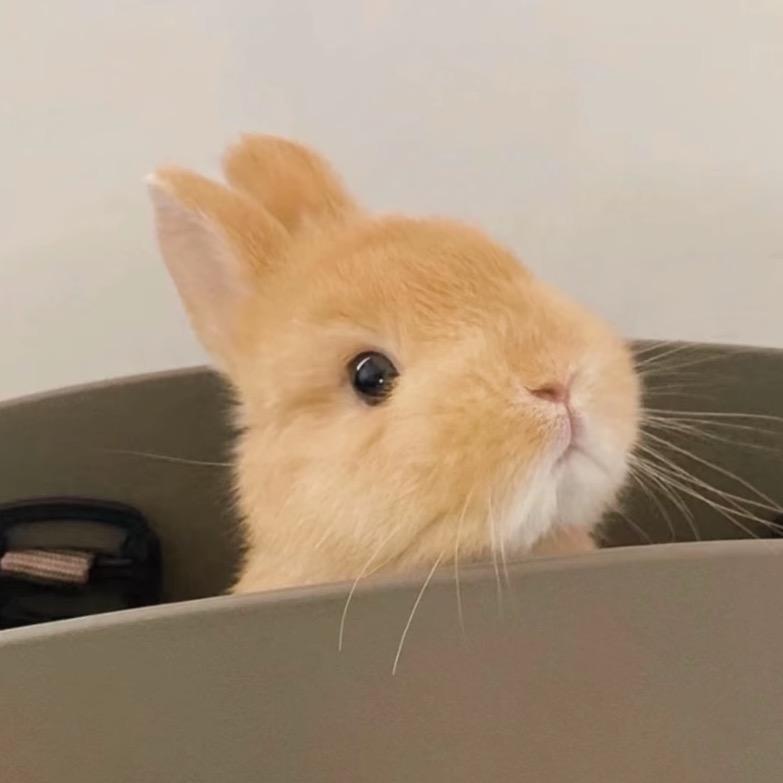 小歪是猪