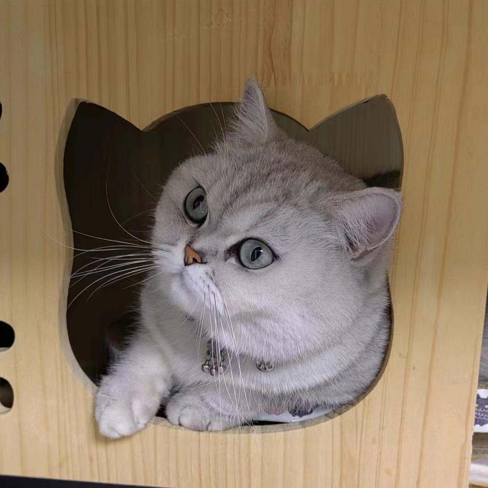 今天又是开心的一天呢