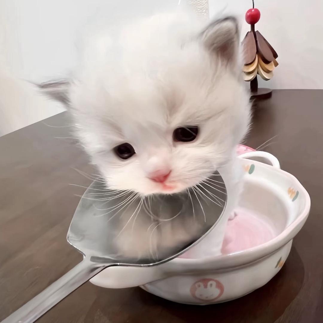 小᳐猫大王᳐੭