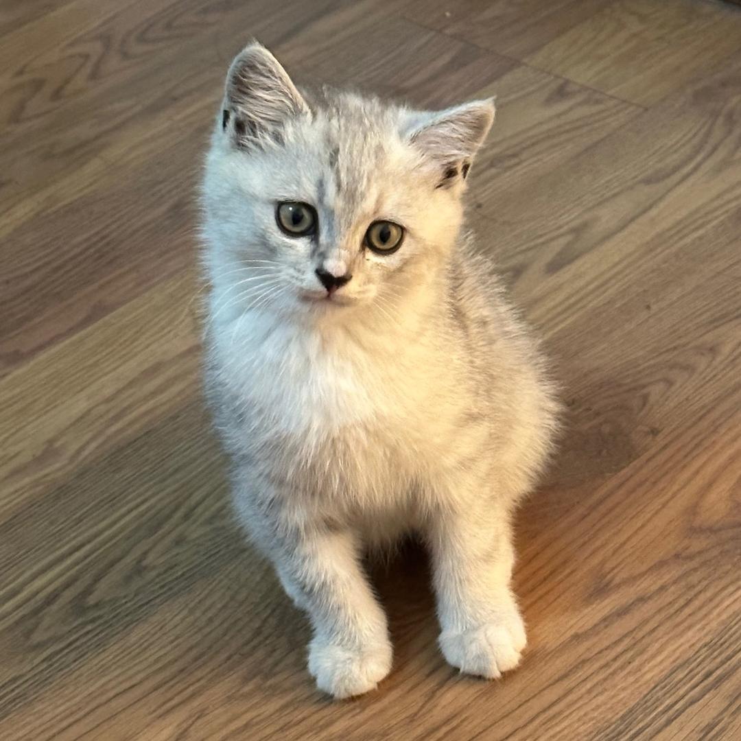 多多是只猫