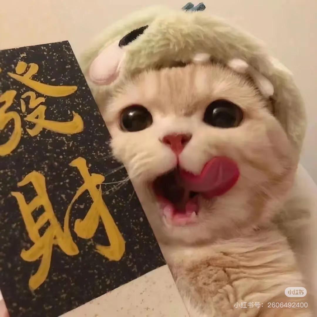 富贵猫猫