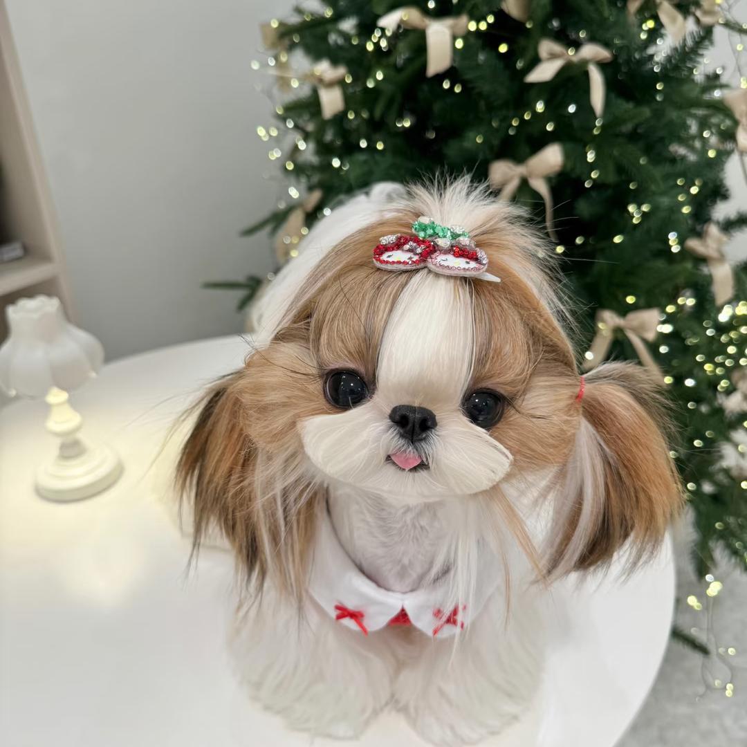 上海芸朗家的（西施犬）