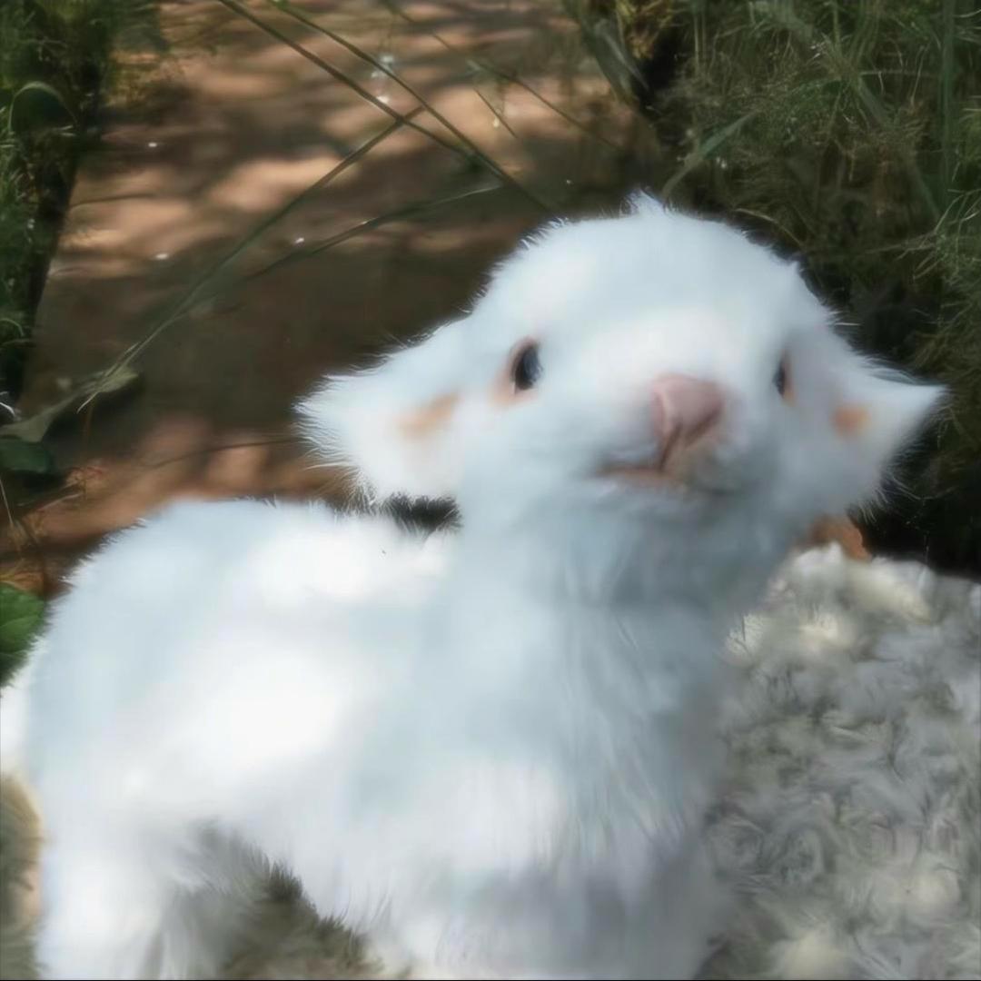 冬什聆