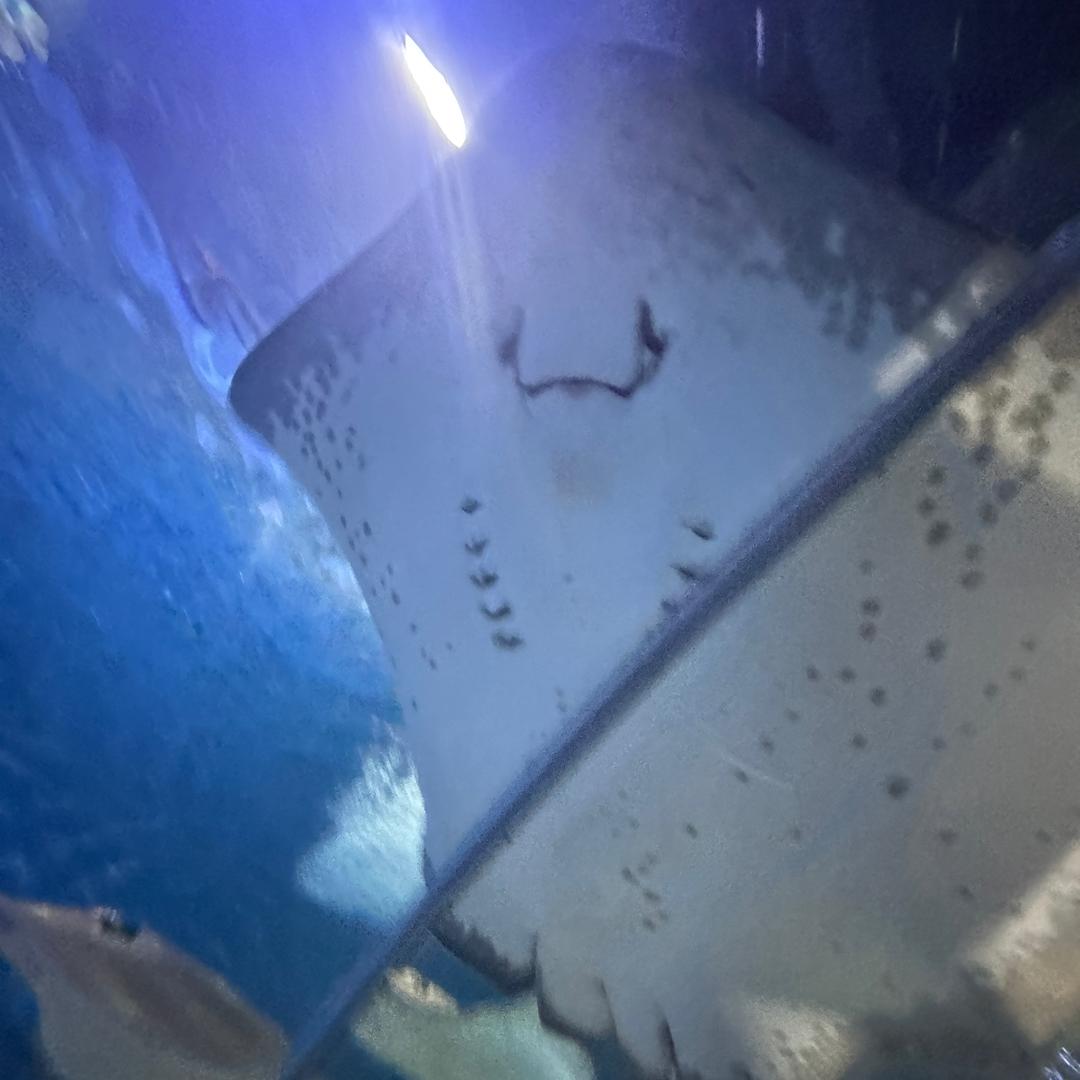 影影