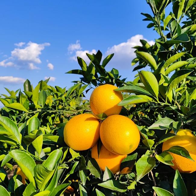 橙子🍊啊、