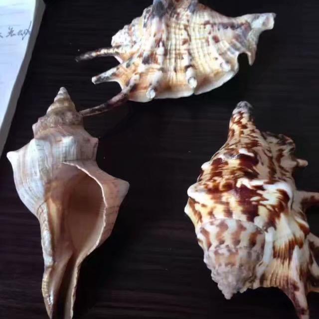 敬畏生命