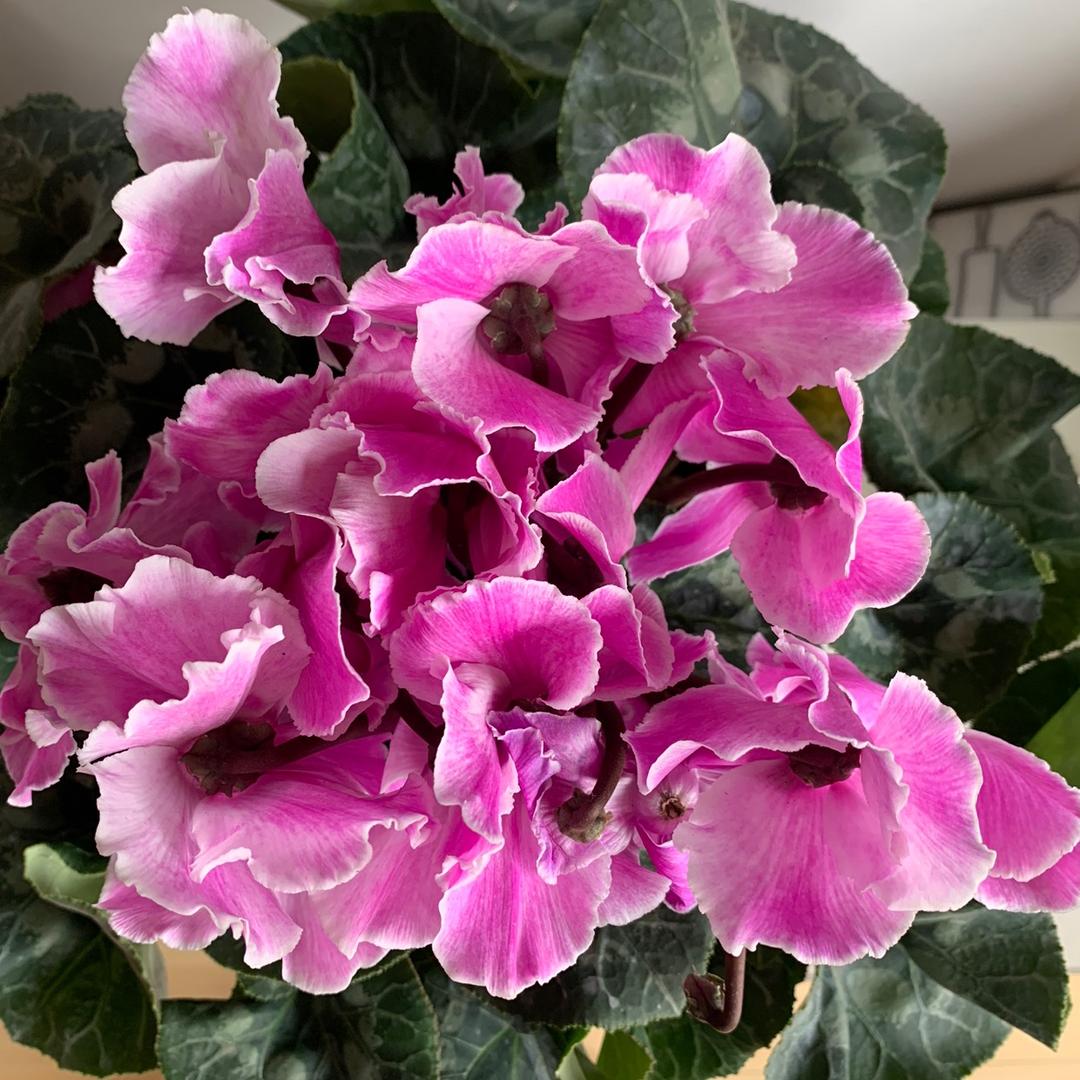水仙花