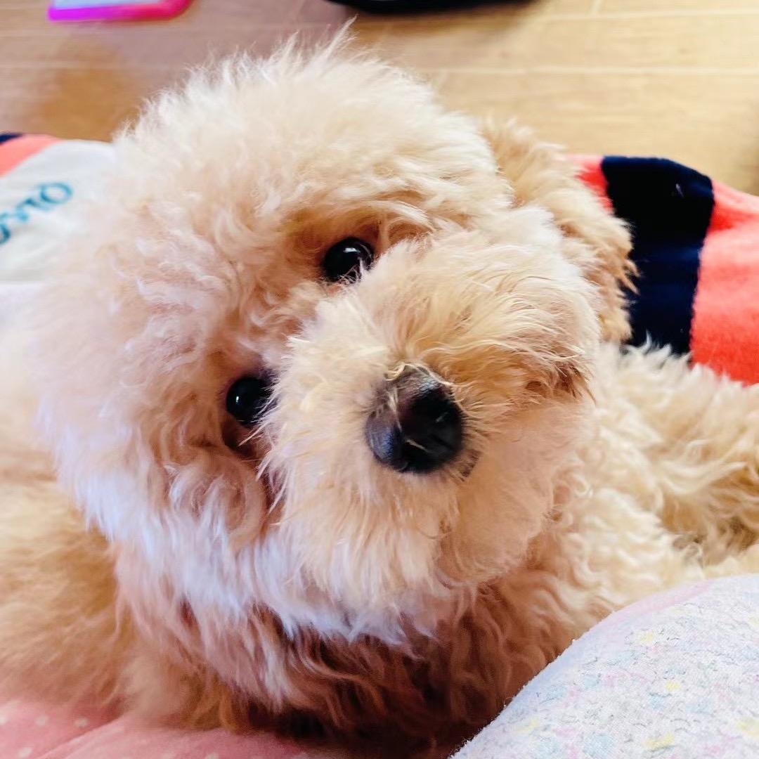 💋 Y、￣培⃝少⃝😏