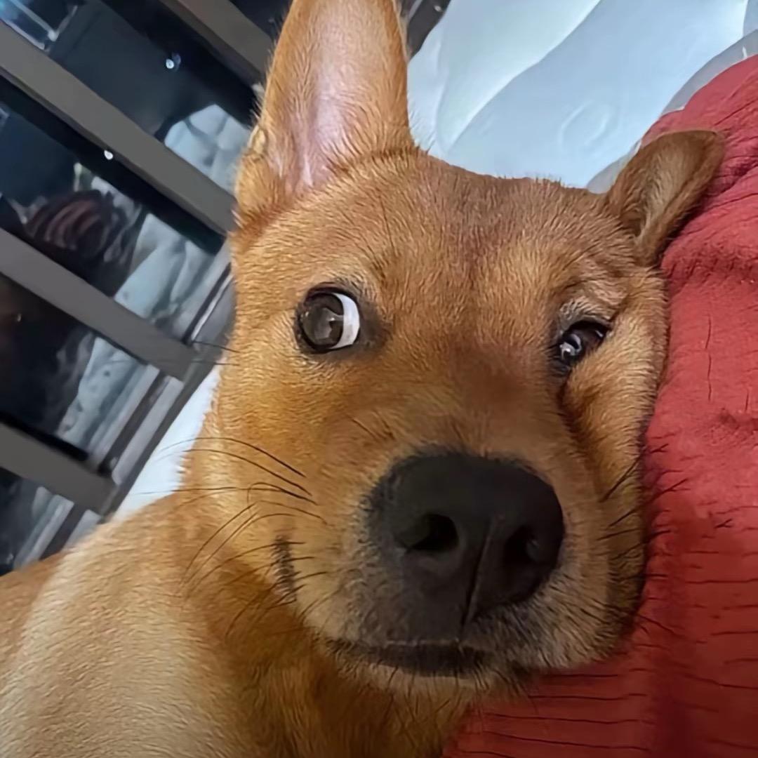 KaBiLong_17  (三角洲行动)