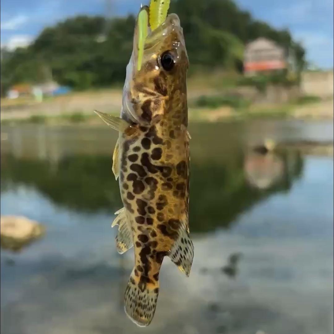 路亚鳜蜜