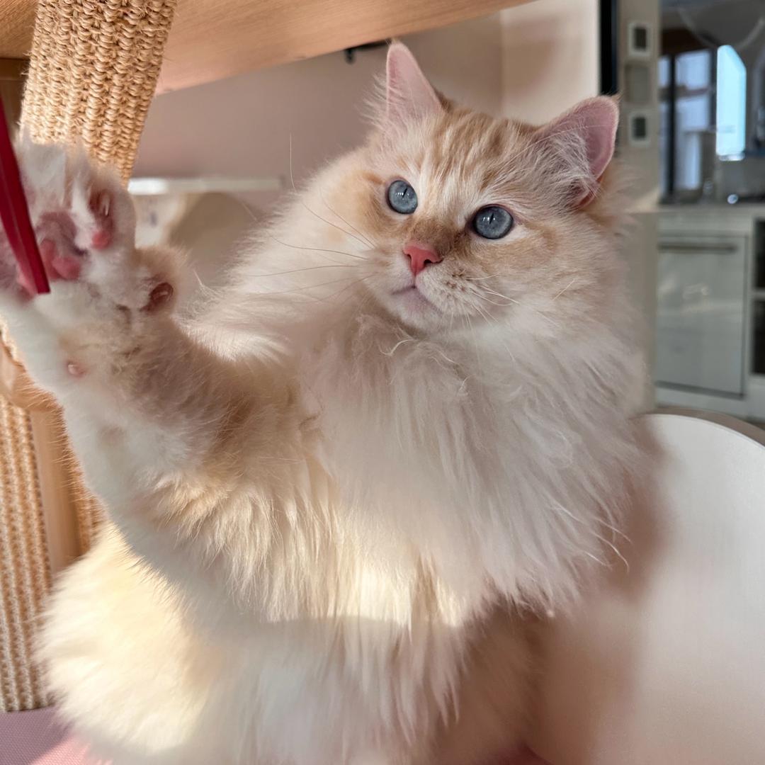 榛果栗🐱