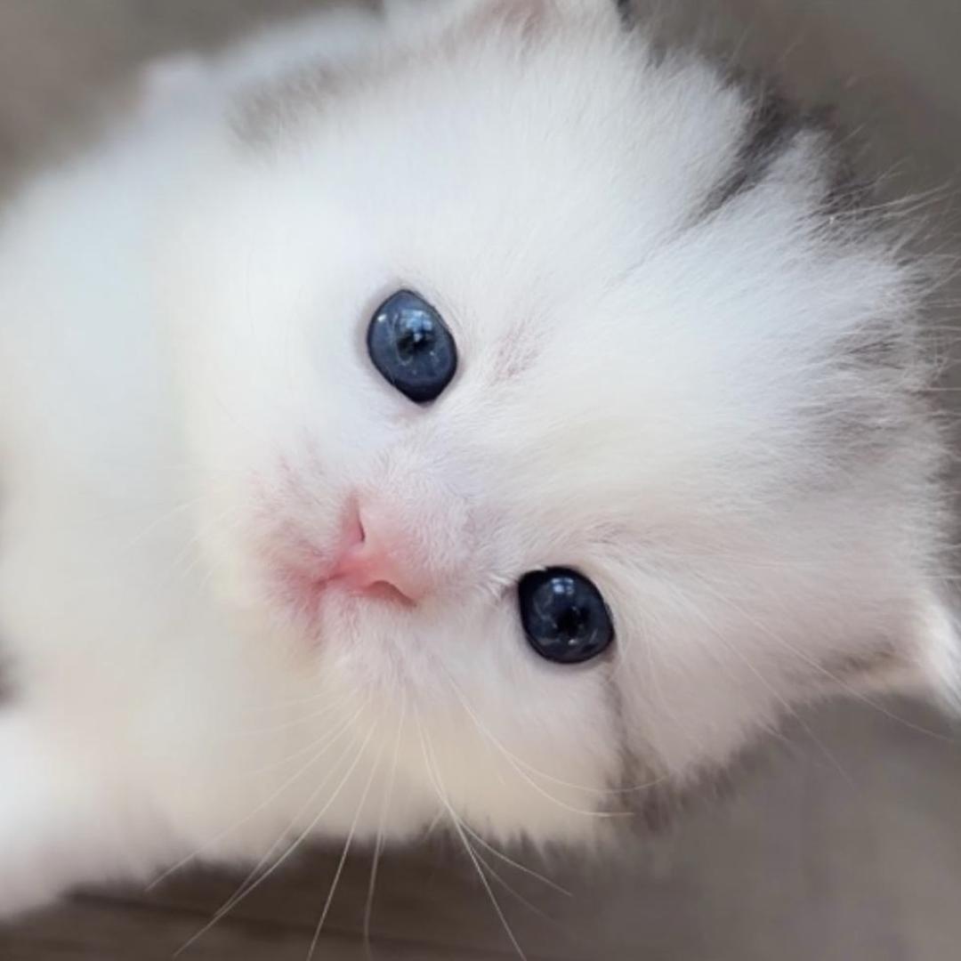 粉红小狗萌宠用品