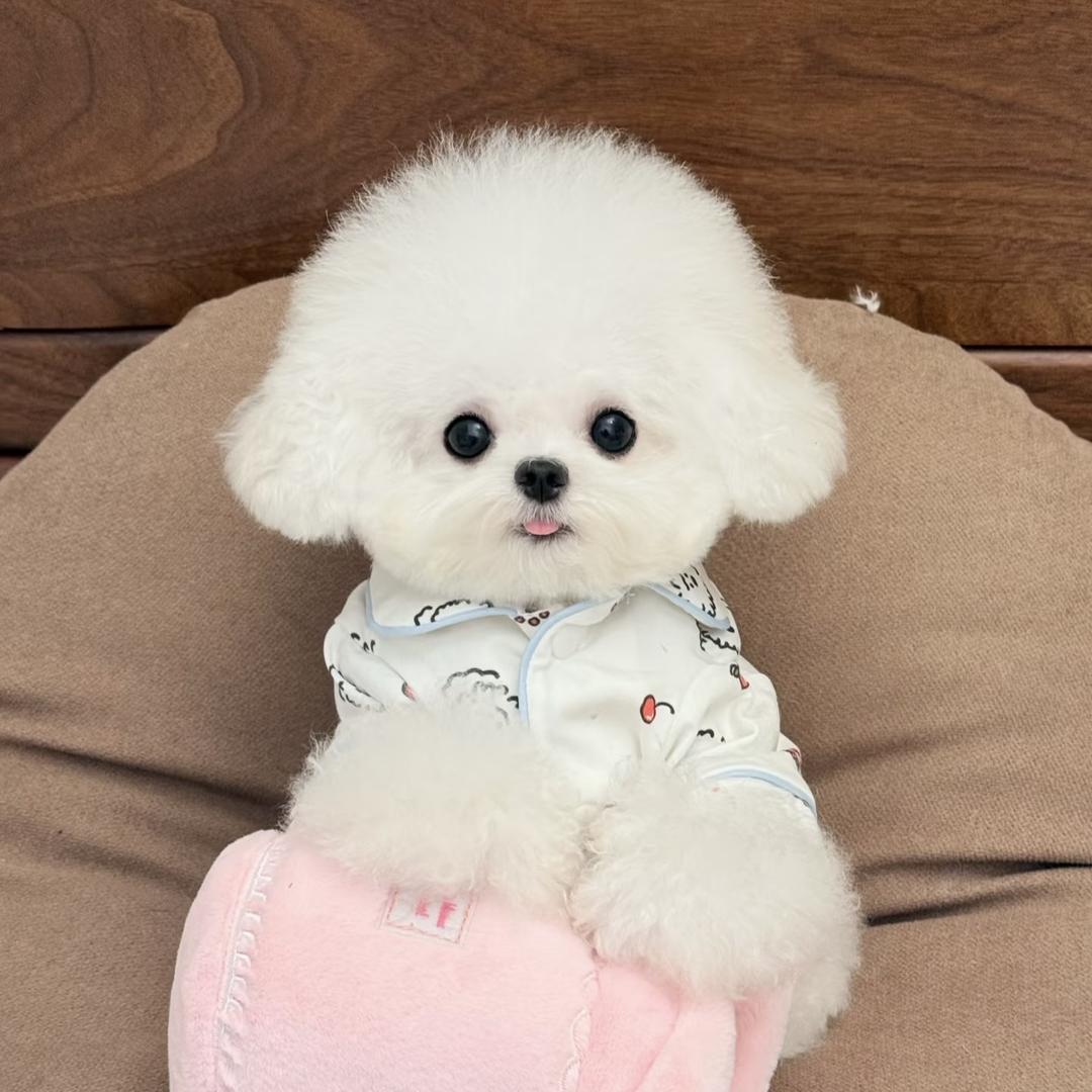 海口美兰澄绅宠物潮玩店