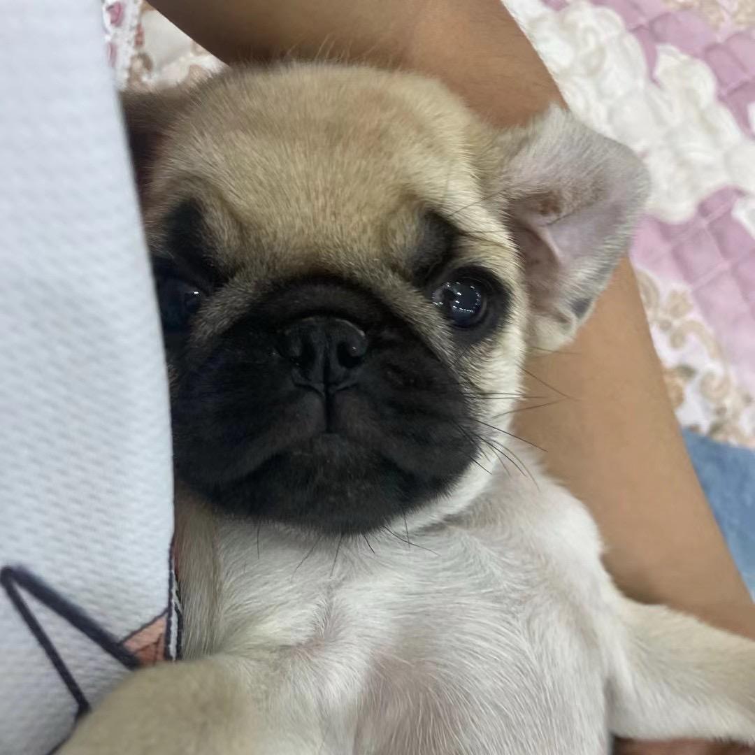 小不点