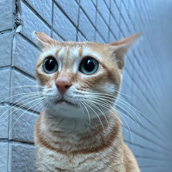 小小饼