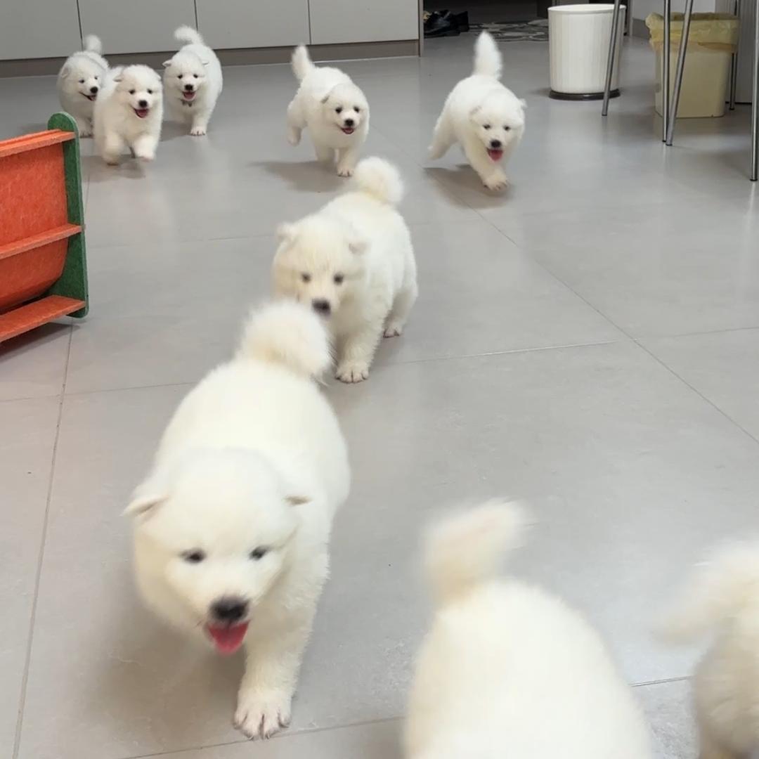 黑豆和她的宝宝们