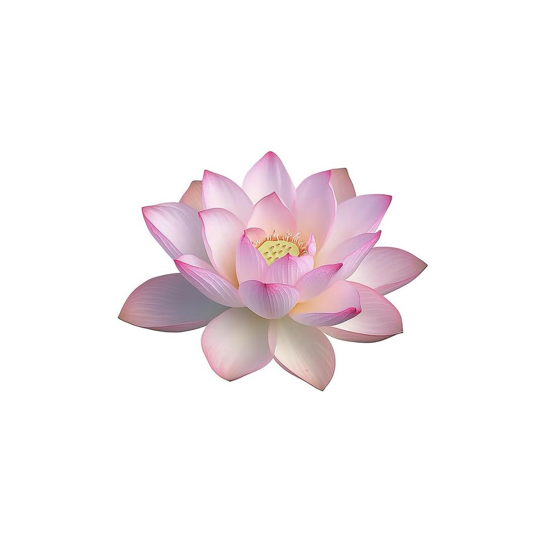 拿铁公主