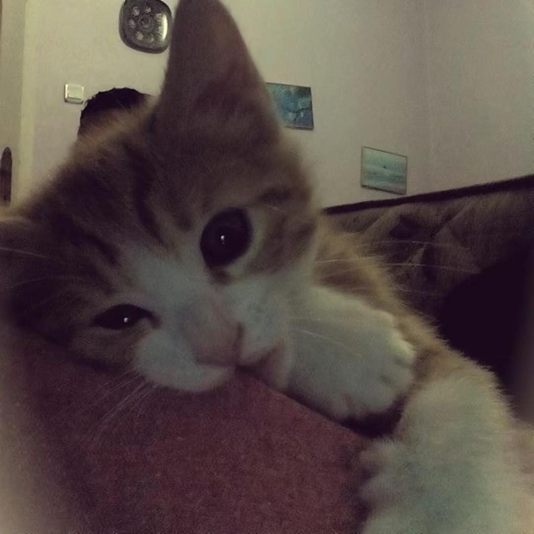 巴豆