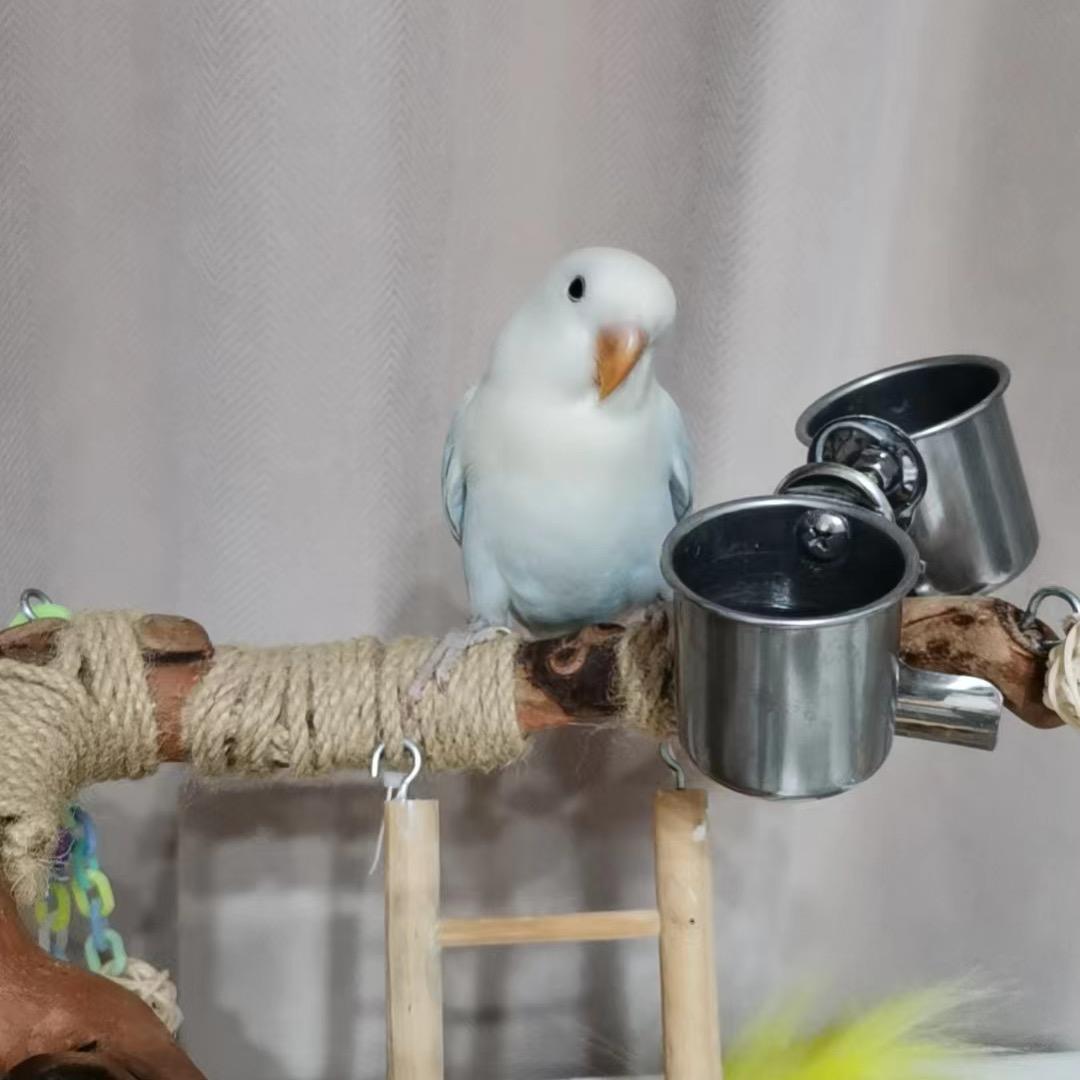脏血有