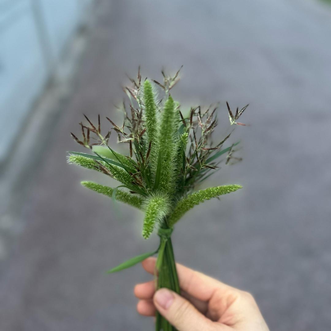 蓝莓成熟了