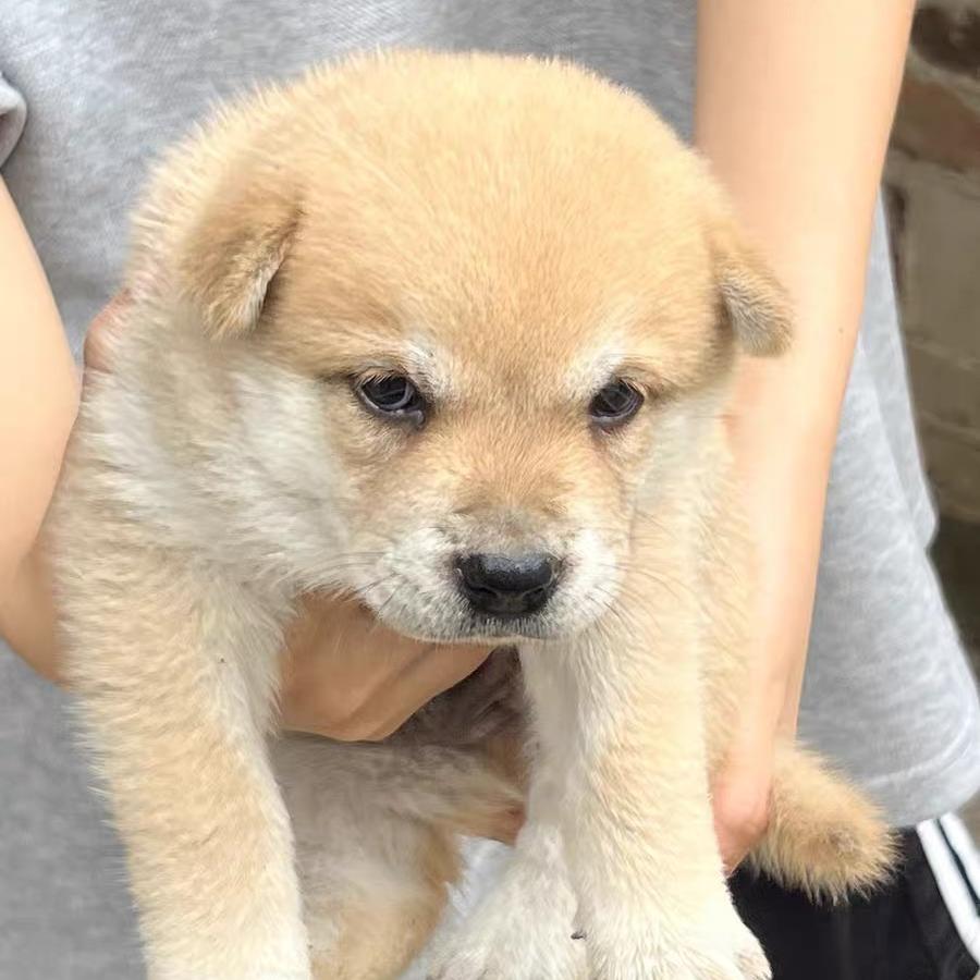 田园犬广西老表阿湘