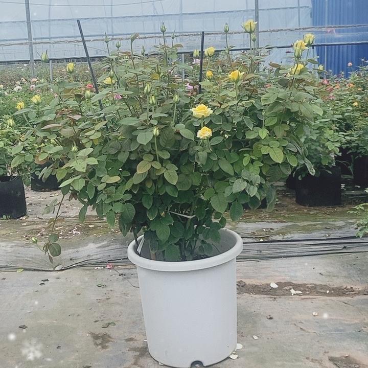 绿花苑花卉