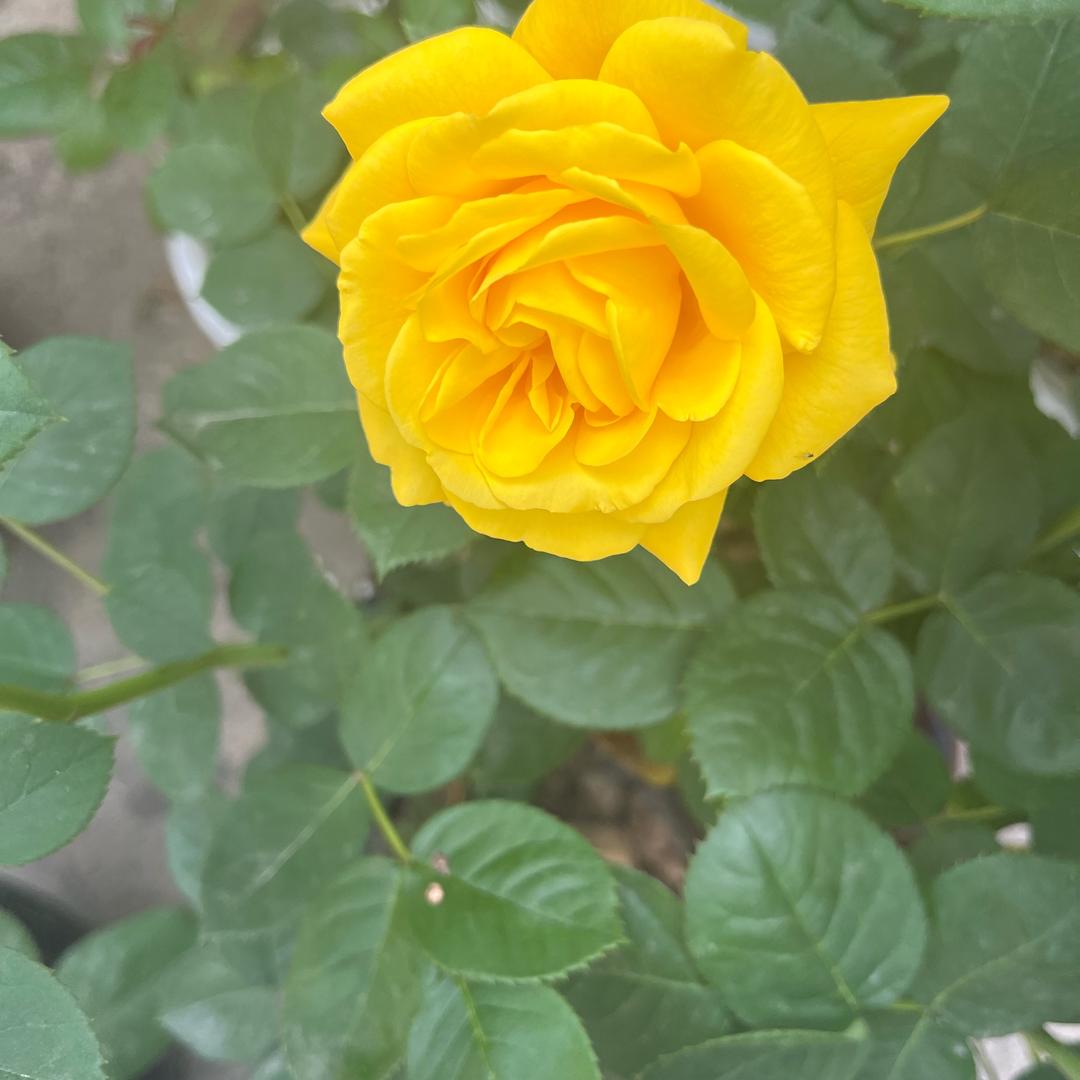 新新家常菜