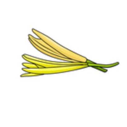黄花菜